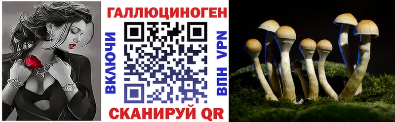 где можно купить наркотик  Щучье  Галлюциногенные грибы Psilocybe 